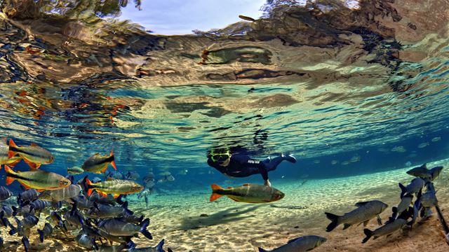 Bonito: maravilhas subaquáticas e flutuação no rio da prata