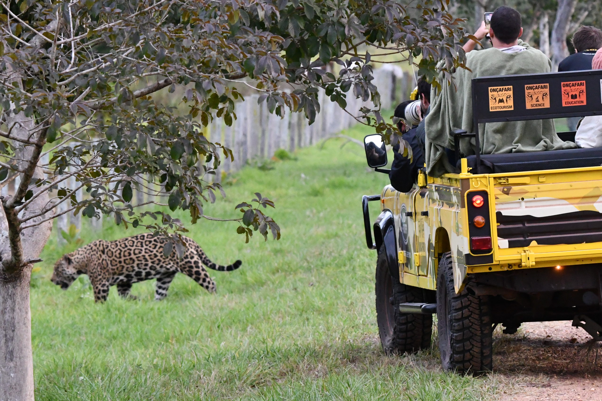 Pantanal: safáris fotográficos e a riqueza da biodiversidade brasileira